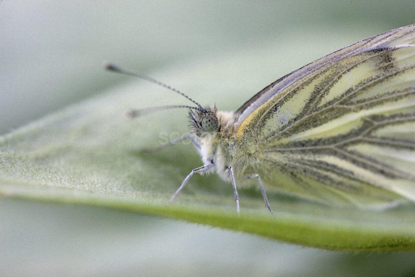 Cabbage White Butterfly