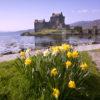 I5D3131 Daffs At Eilean Donan Castle