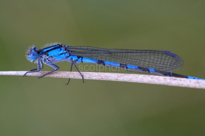 47MB 1048 Blue Damselfly