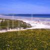 Crossapol Bay And Sands With The Machair In Flower Isle Of Tiree