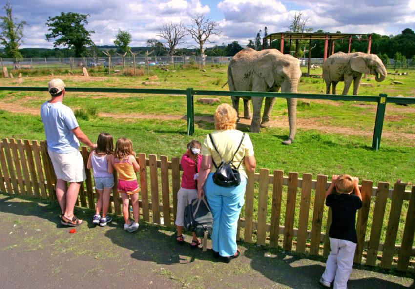 CRW 2783 Blair Drummond Safari Park Elephants 47MG