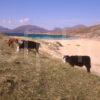 Cows Graze Nr Beaches At Luskentyre South Harris