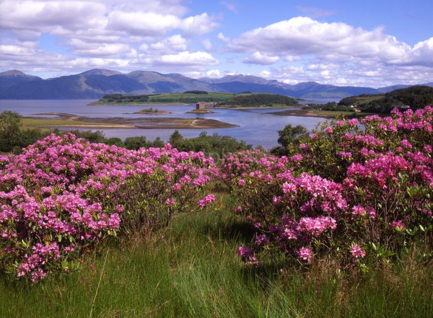 Sprintime View Towards Castle Stalker And Morvern Hills From Appin