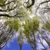 Forest Canopy On Mull