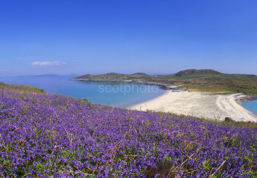 Bluebells North End Of Gigha Twin Bays Argyll