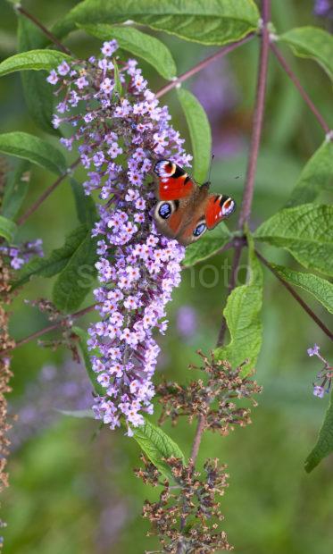 I5D9650Peacock Butterfly On Budleigh W