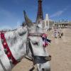 Donkey At Blackpool