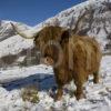 I5D3284 Highland Cow In Glen Nevis Winter In Lochaber