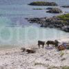 Cows On Sandy Shore Vatersay Hebrides