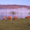 Highland Cows Loch Etive