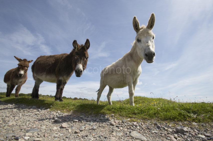 1676 Retired Donkeys Isle Of Eriska