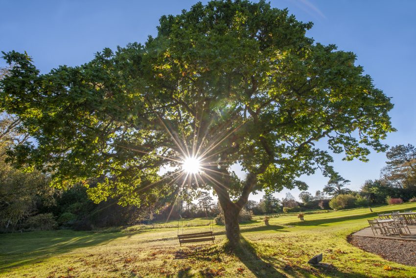 DSC 0571 Backlit Tree Scotland