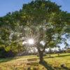 DSC 0571 Backlit Tree Scotland