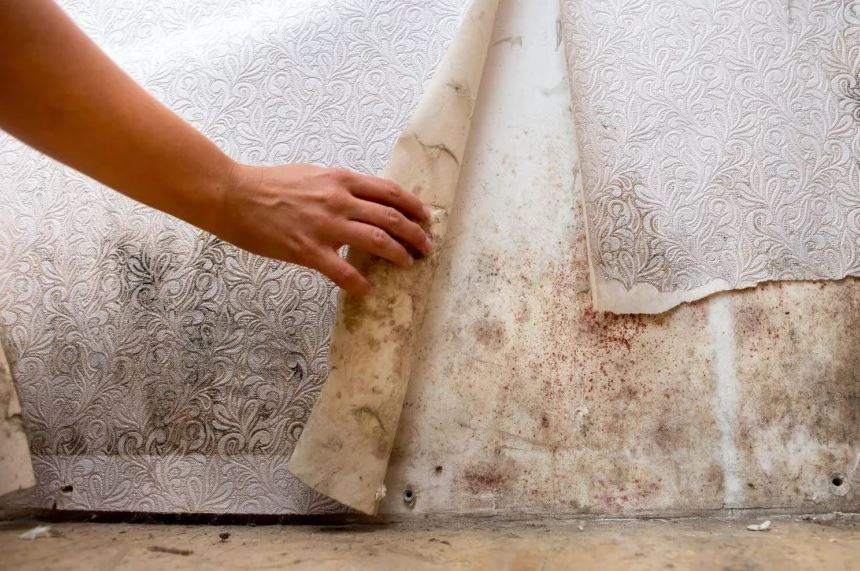 mold damage remediation
