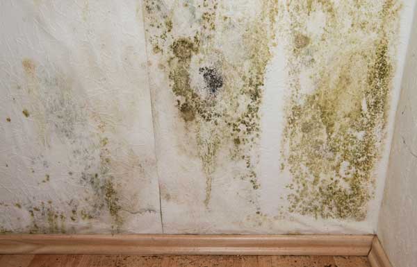 mold removal company