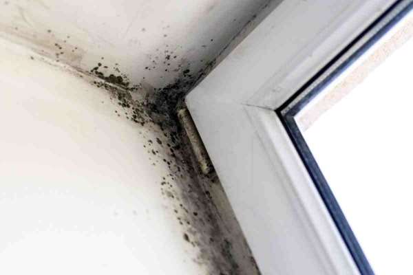 mold removal