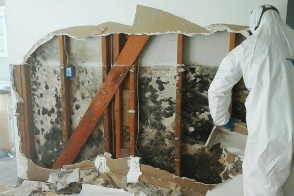 mold removal remediation