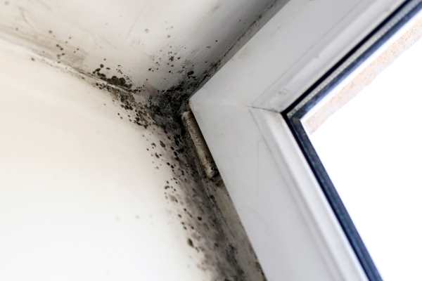 mold removal hanahan sc