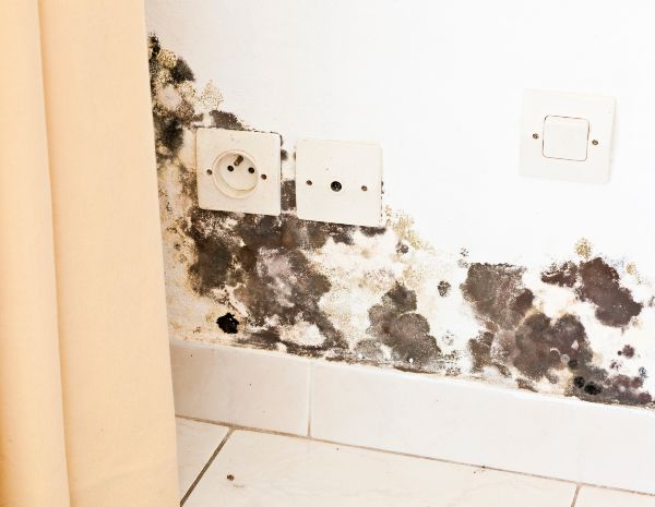 7 Common Types of Mold Found in Homes