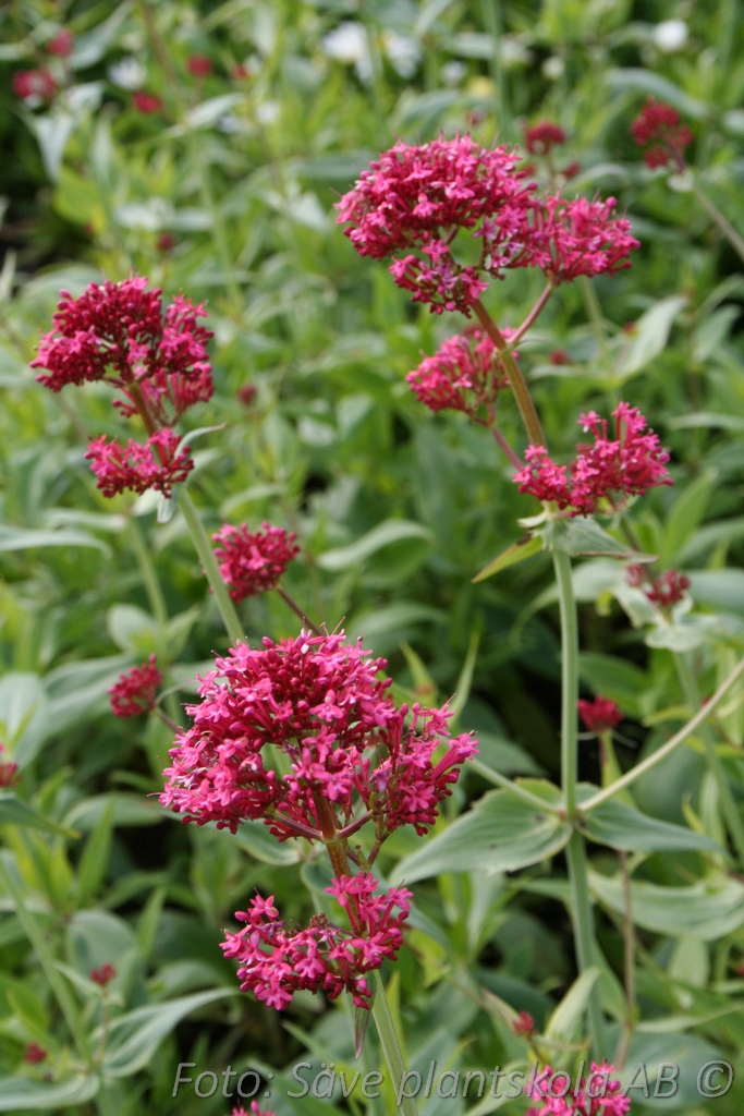 Centranthus ruber | Säve Plantskola