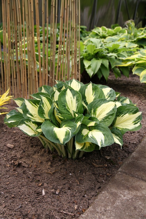 Hosta Pathfinder Hosta 'Pathfinder' | Säve Plantskola