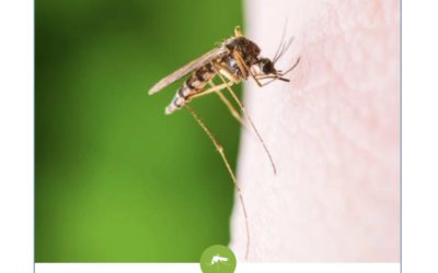 La Ville aide les Mouginois à lutter contre la prolifération des moustiques