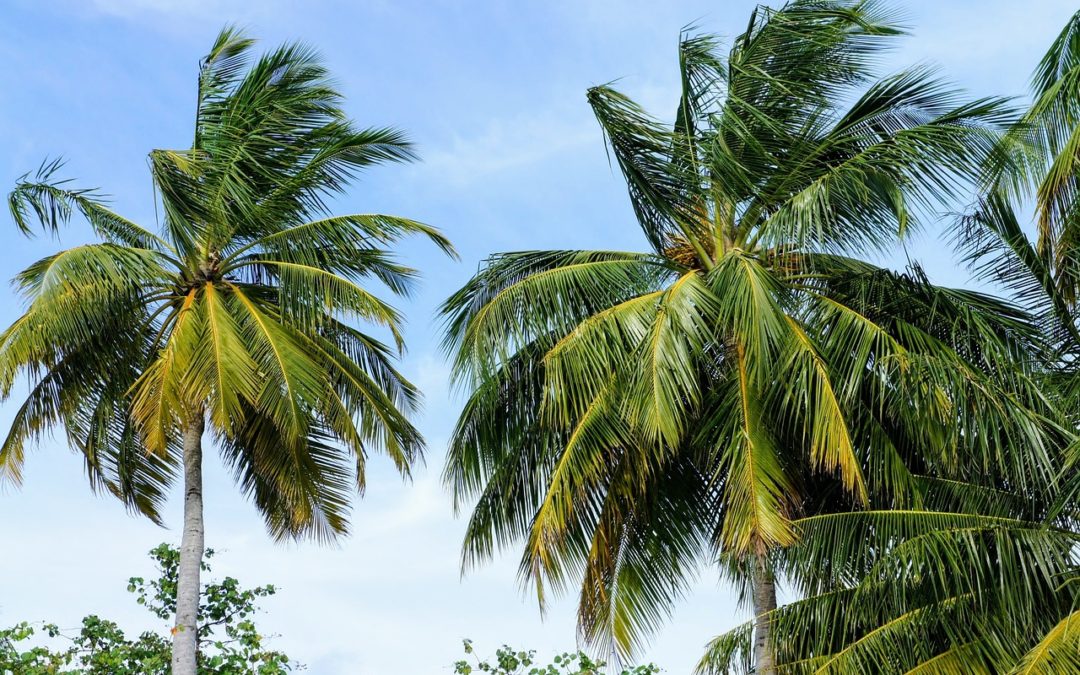Charançon rouge : prévenir et guérir l’invasion du palmier