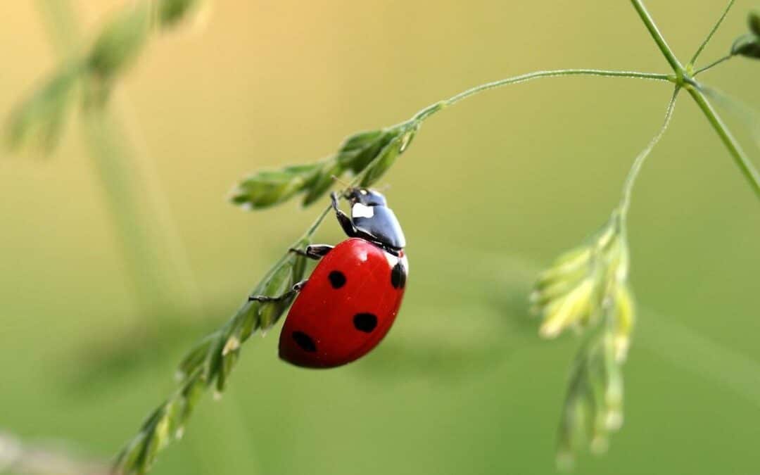 Distribution gratuite de larves de coccinelles ! Pour remplacer les pesticides