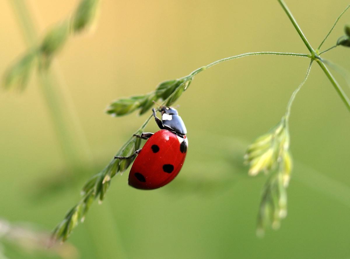 Distribution gratuite de larves de coccinelles ! Pour remplacer les  pesticides - Mougins