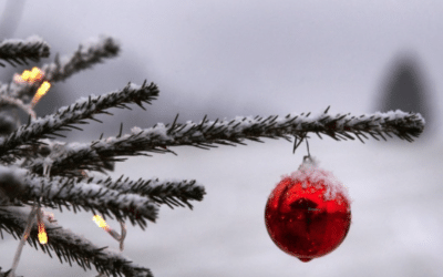 Une seconde vie pour votre sapin de Noël