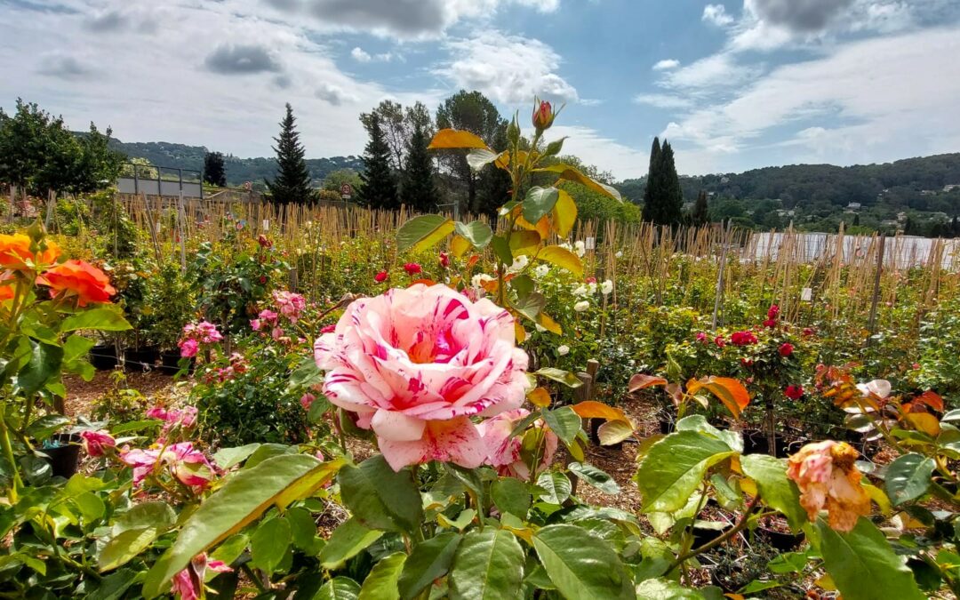 « Les Rosiers de Mougins », des roses par milliers