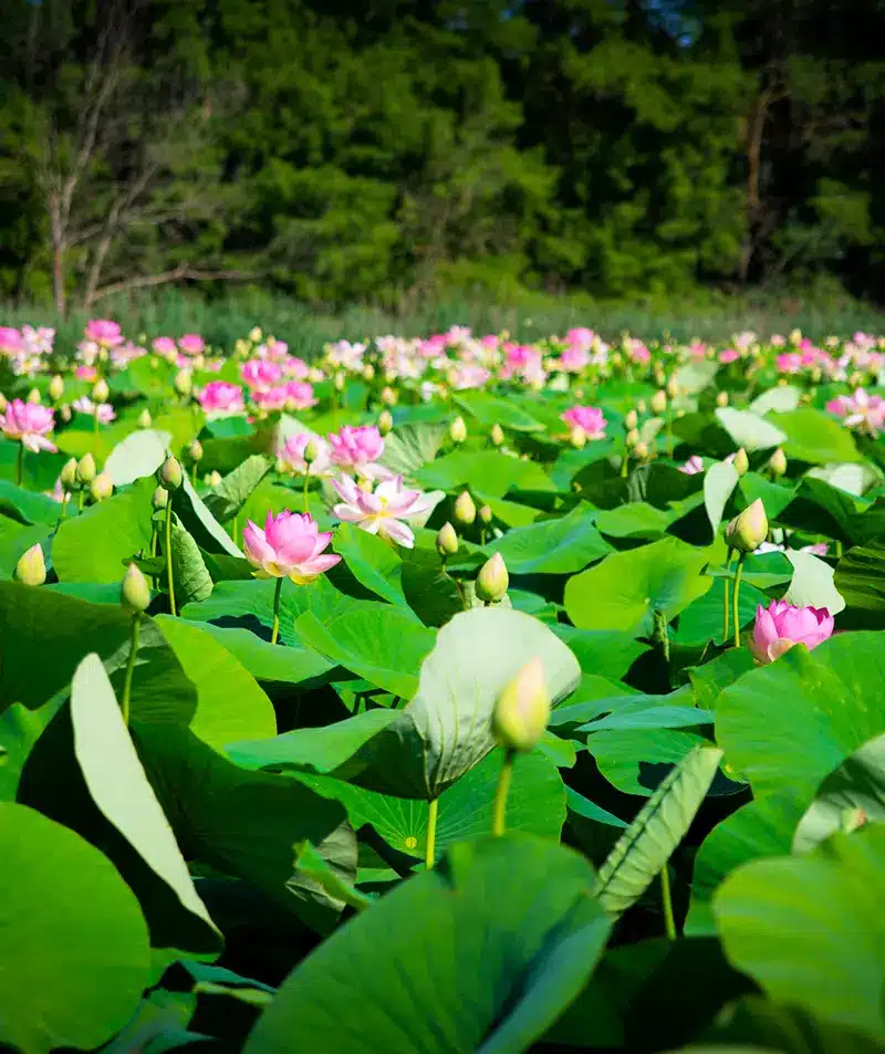Un champ de nénuphars s'étend derrière une barrière métallique, avec des arbres sous un ciel bleu parsemé de nuages blancs.