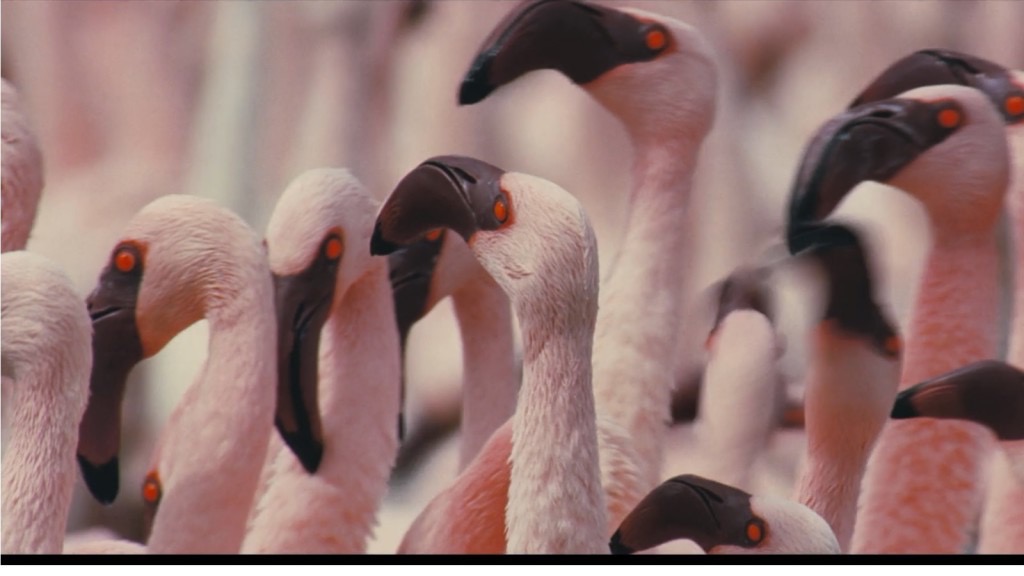 Countless lesser flamingos' heads crowd this shot for Disneynature's second film, The Crimson Wing: The Mystery Of The Flamingos.