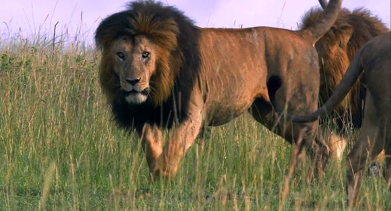 A lion stares from amongst his pack in the long grasses of the African savannah.