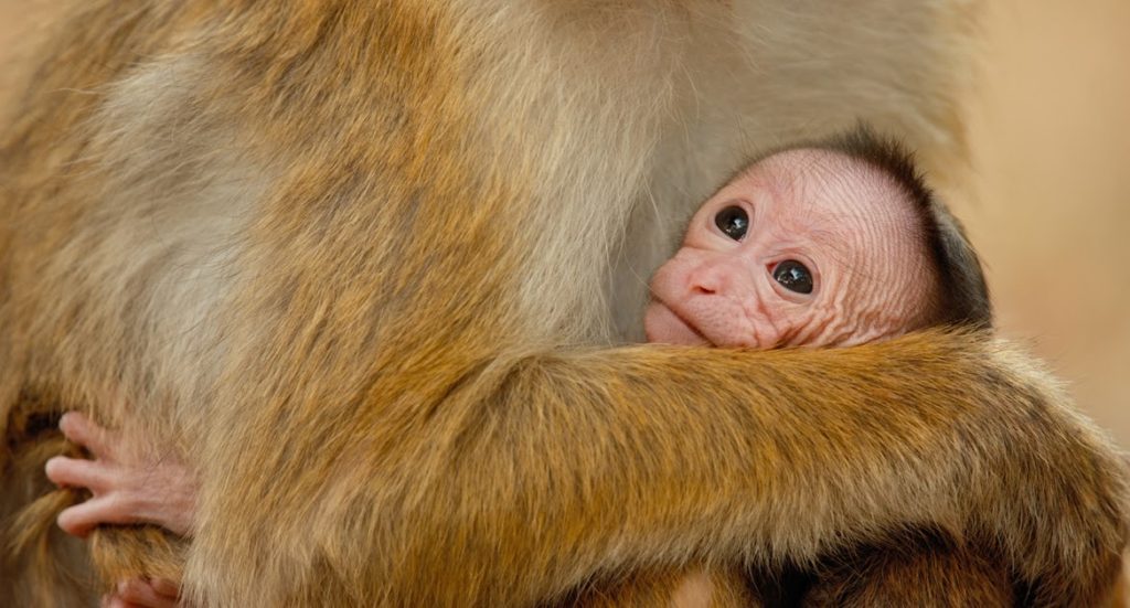 A baby toque macaque monkey hugs their mother as their mother embraces them.