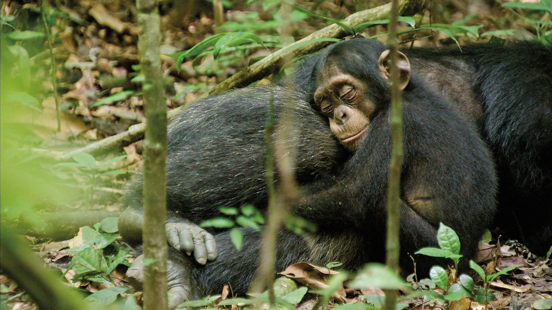 A pair of chimpanzees lay closely together, surrounded by trees and leaves.