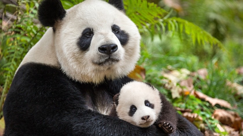 Disneynature's Born In China depicts a mother panda hugging her cub in the autumn leaves.