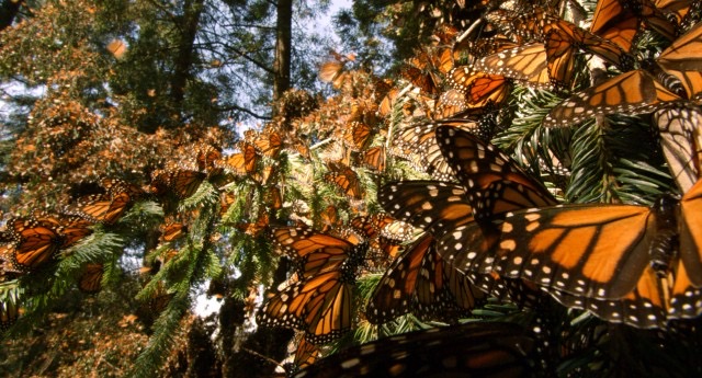 Countless monarch butterflies crowd the leaves of pine trees in Disneynature's Wings Of Life.