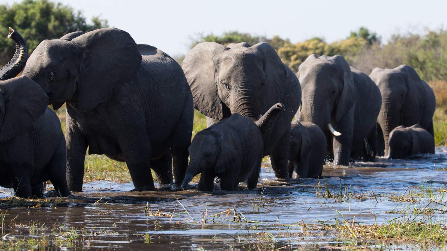 A train of elephants parade through the murky river water during their migration.