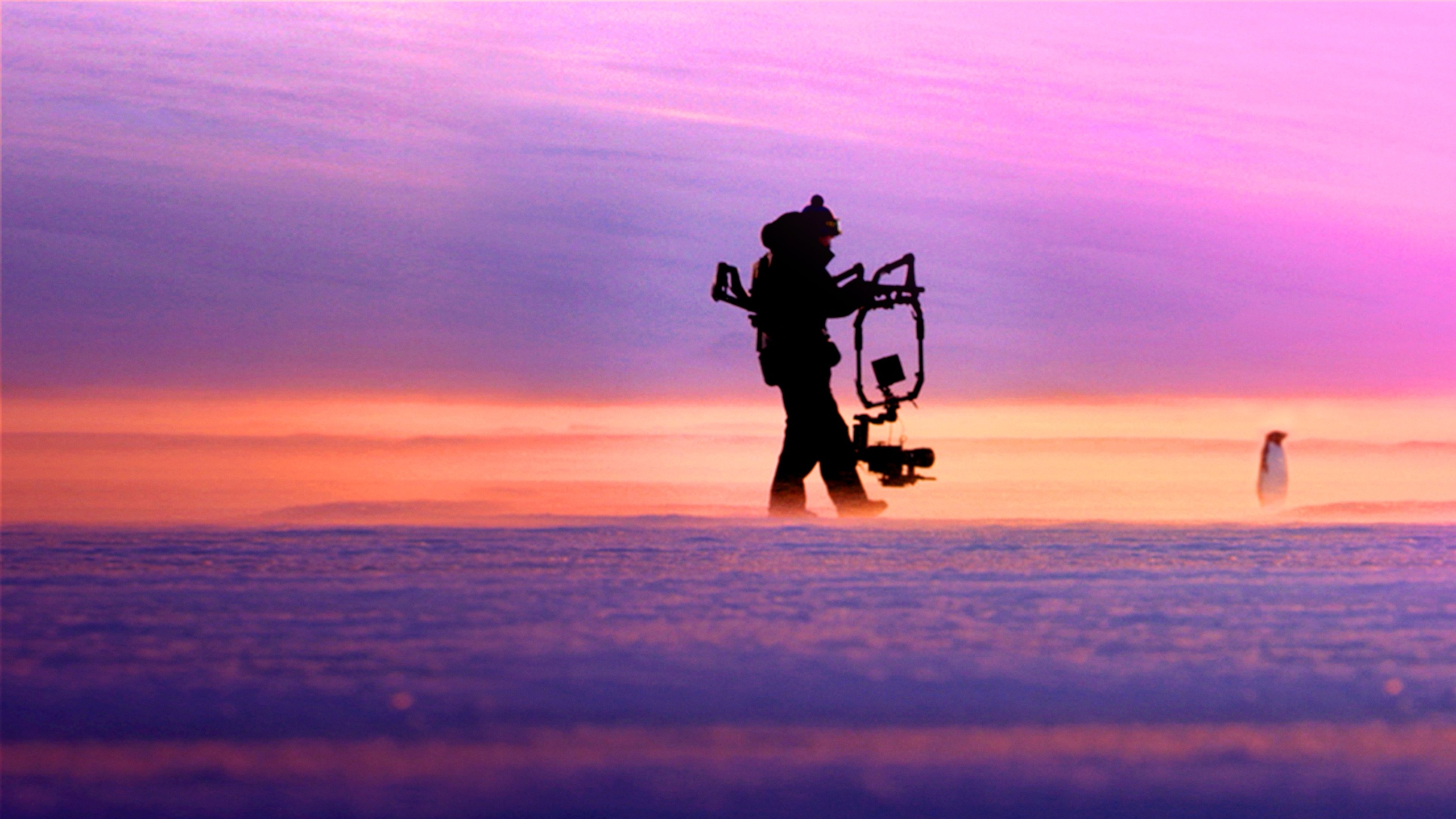 A filmmaker follows a lone Adélie penguin in front of a purple and orange sunset in Antarctica. 