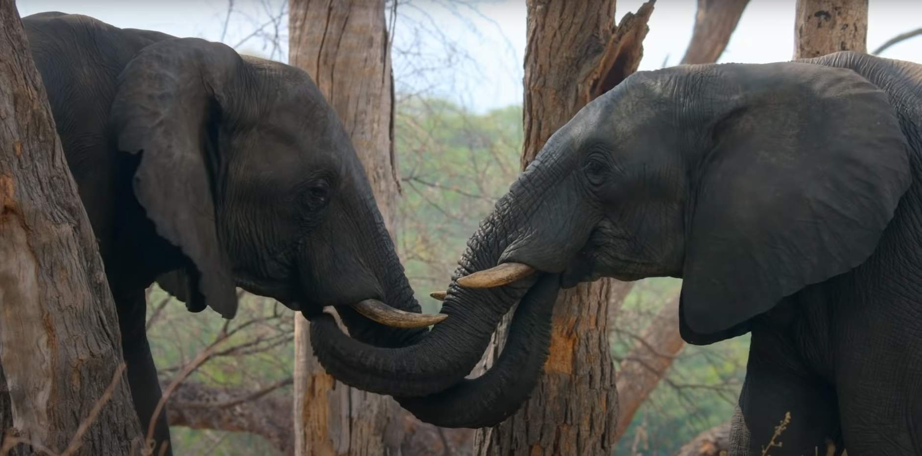 A train of elephants parade through the murky river water during their migration.