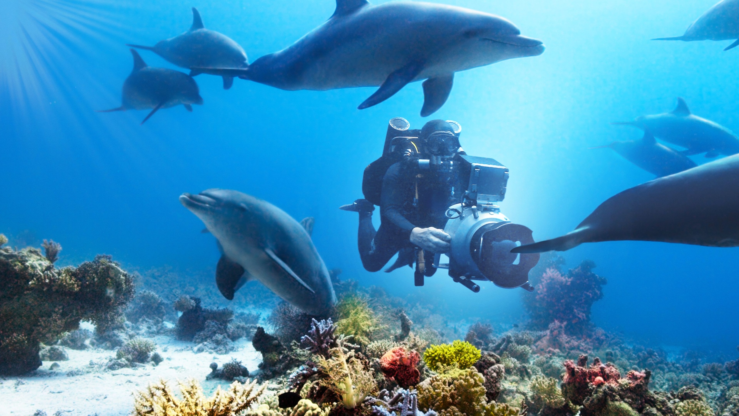 A filmmaker swims among eight bottlenose dolphins to film Disneynature's Dolphin Reef.