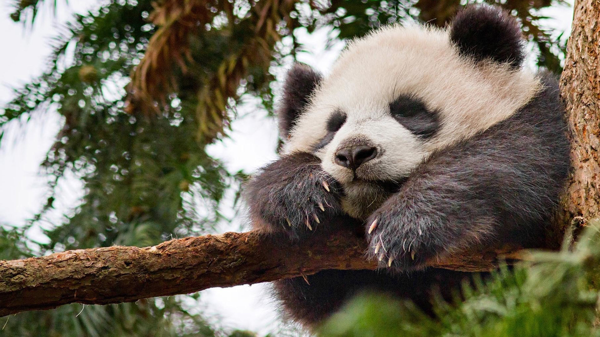 Disneynature's Born In China depicts a mother panda hugging her cub in the autumn leaves.