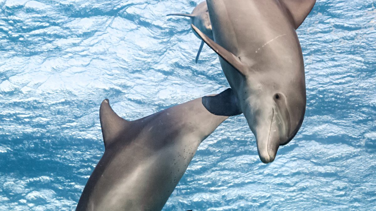 A filmmaker swims among eight bottlenose dolphins to film Disneynature's Dolphin Reef.