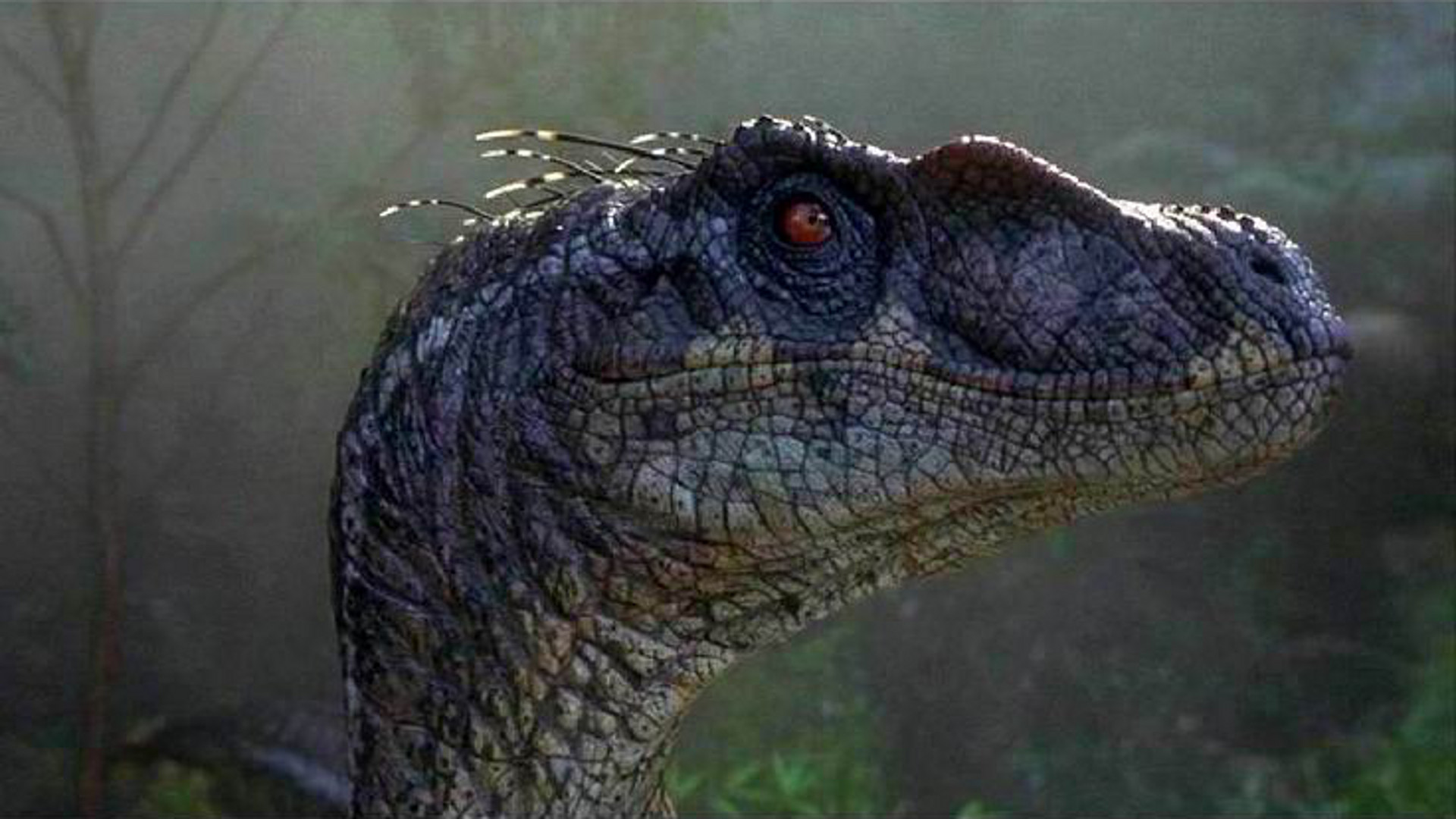 A male Velociraptor.