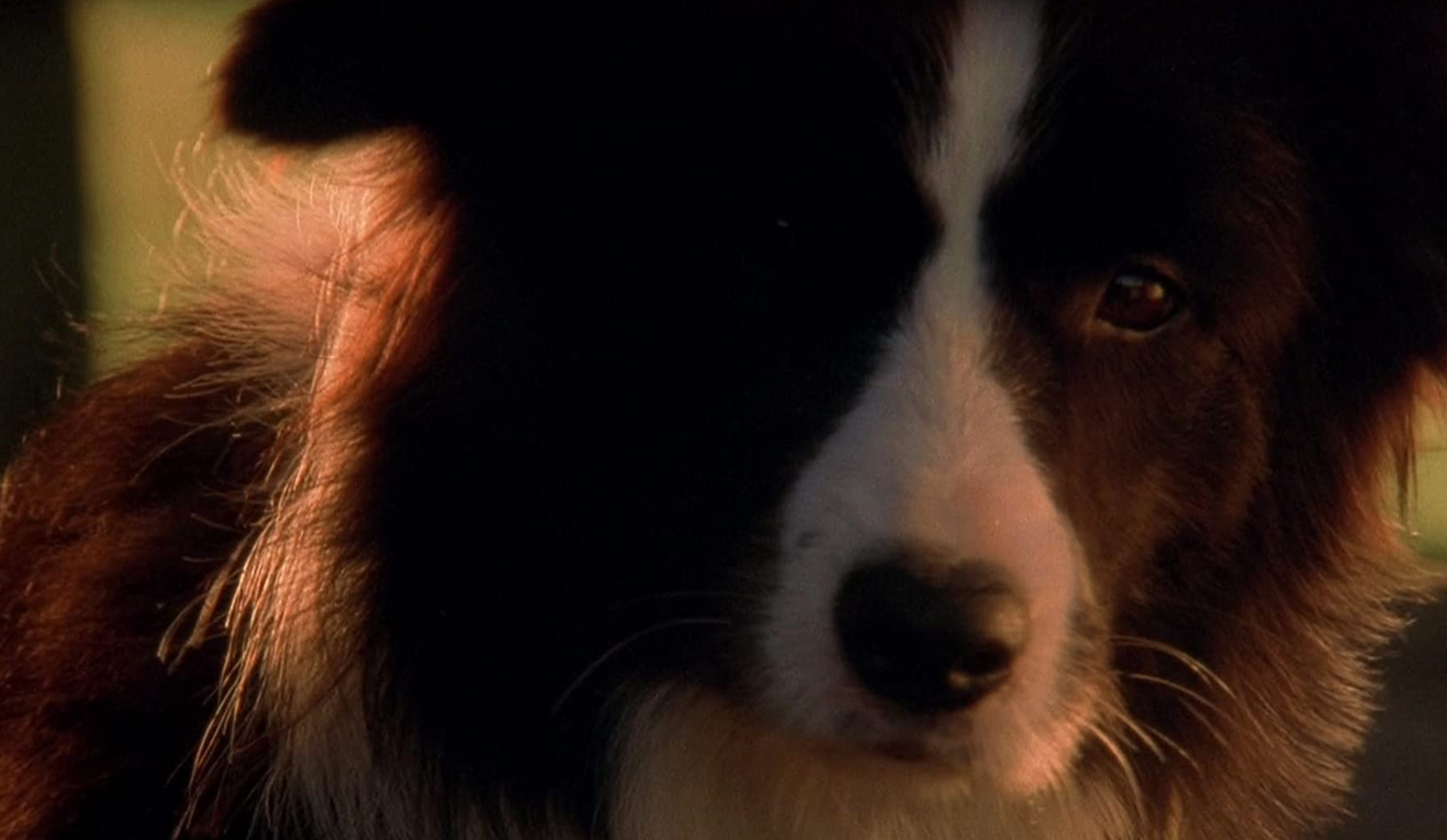 Fly teaches Babe about how sheepdogs work on the farm.