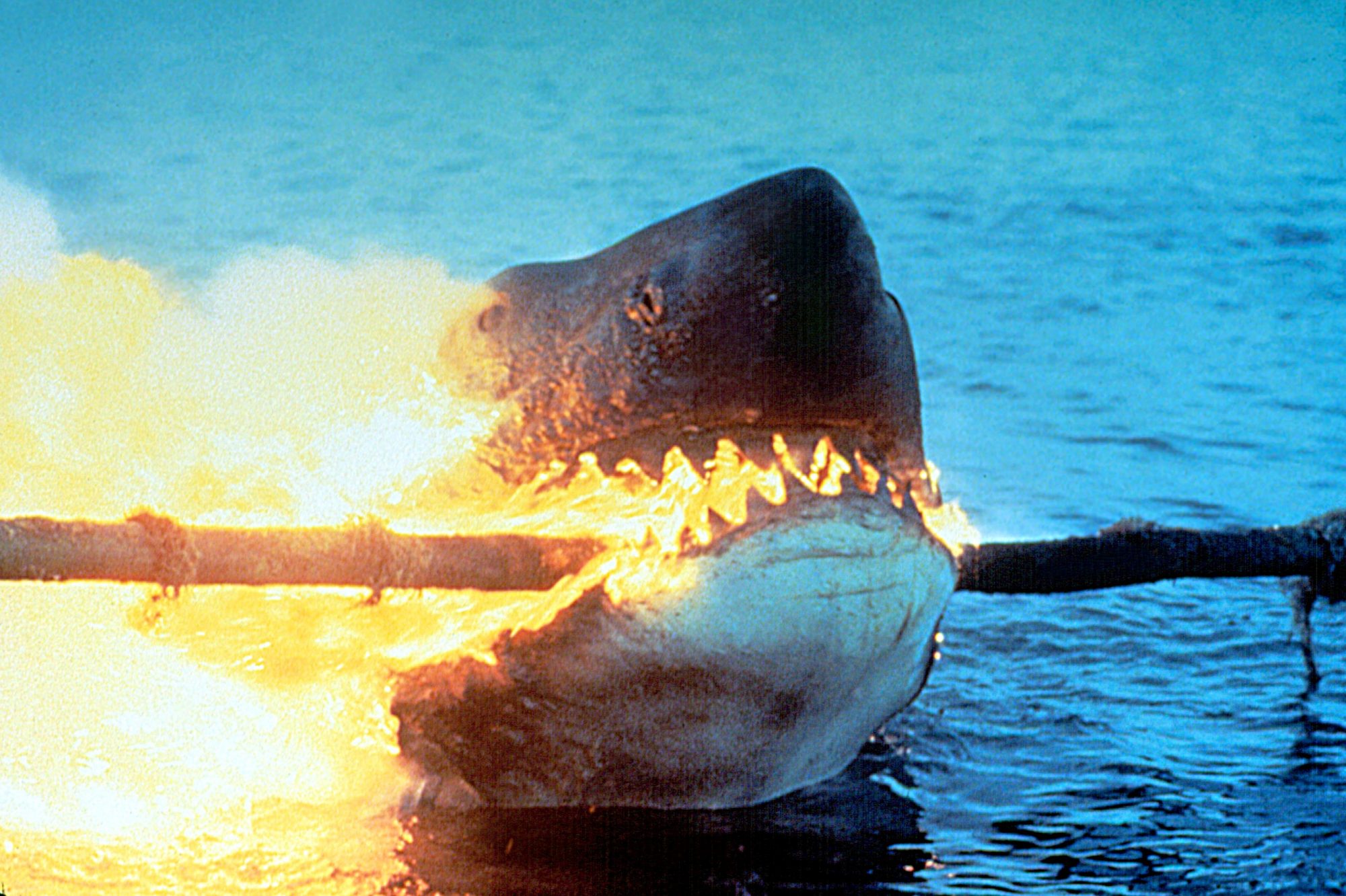 The shark bites into an electrical wire, burning.