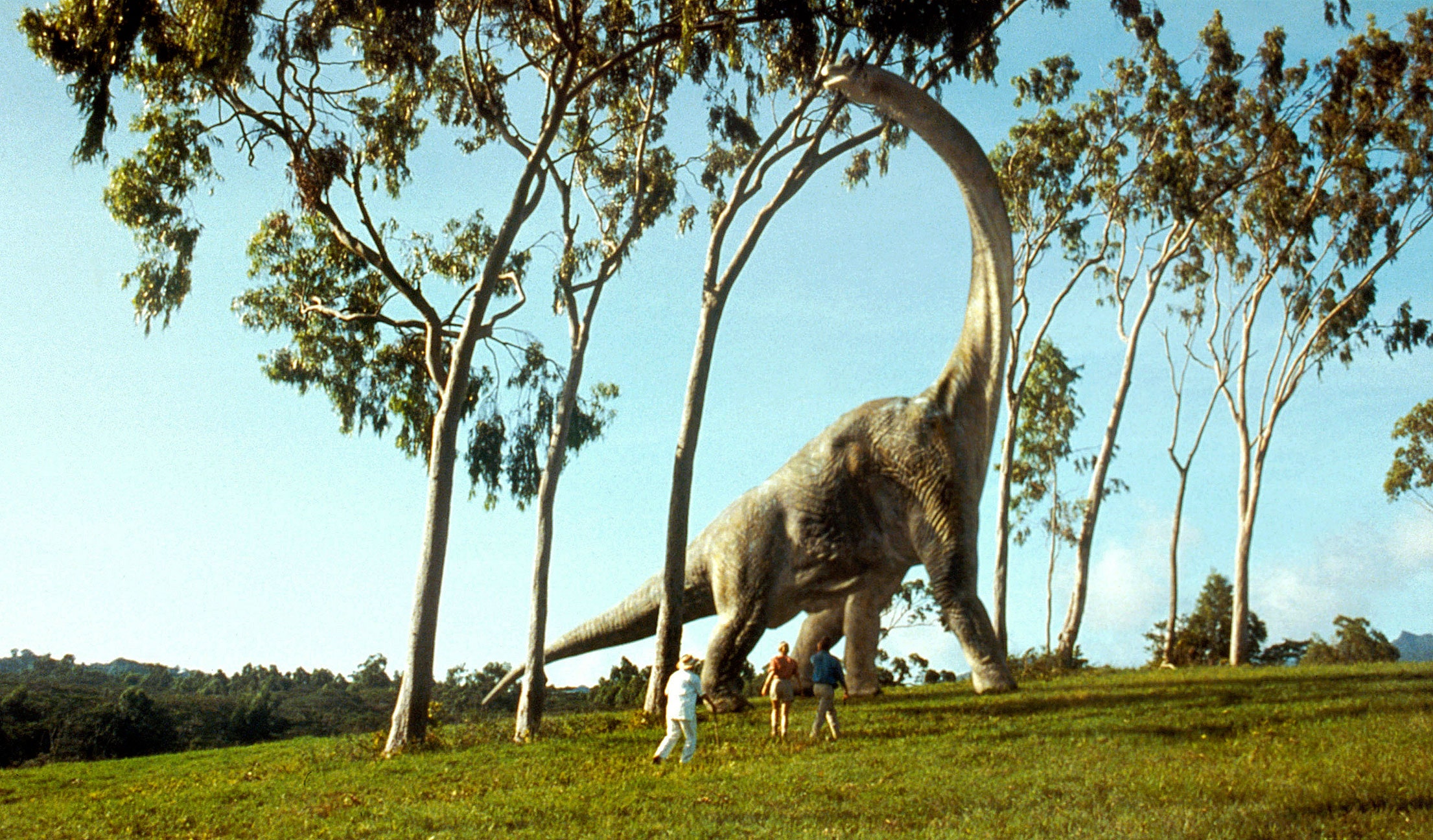 In Jurassic Park, the Brachiosaurus is eating leaves.