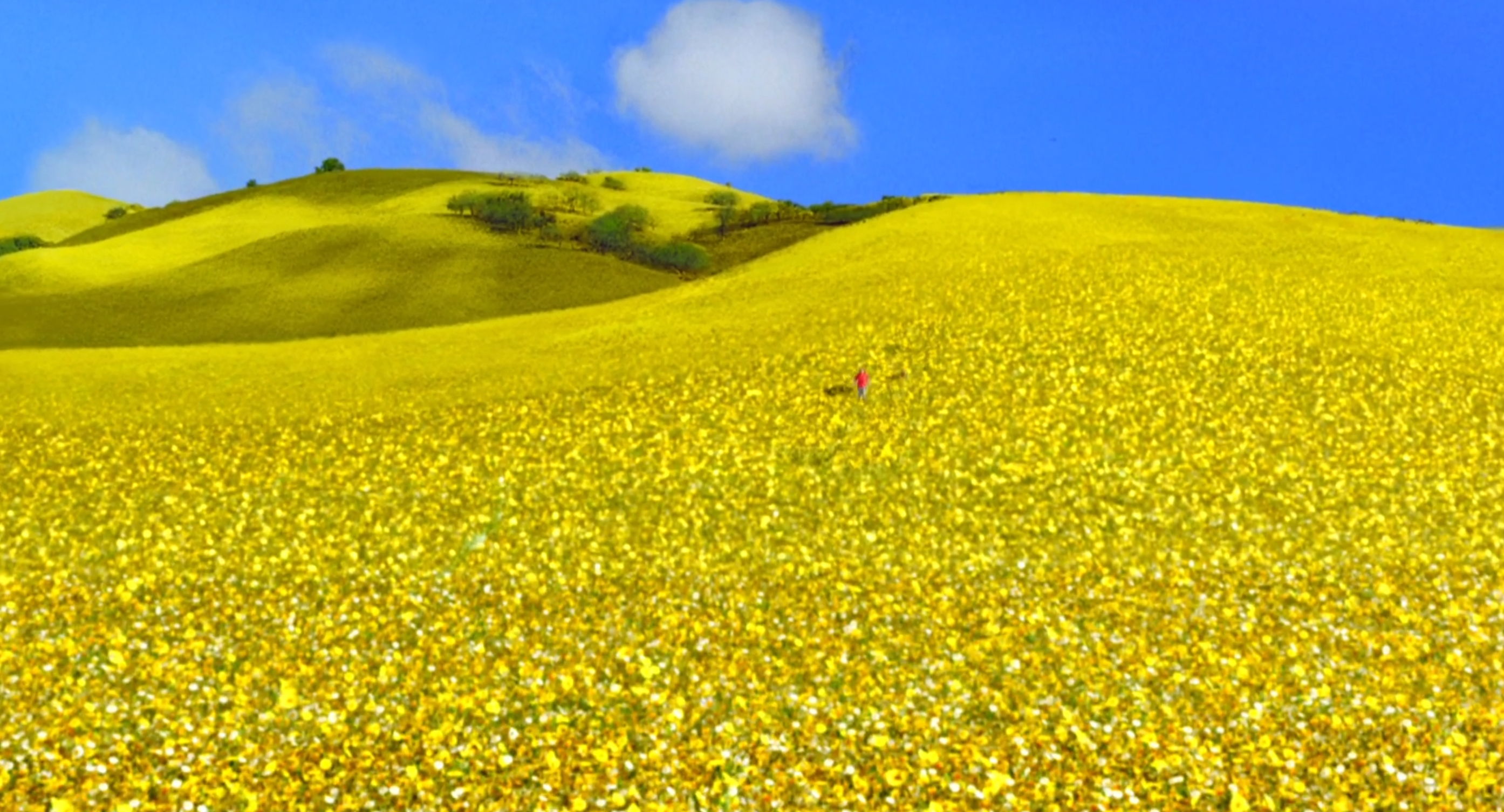 A bright yellow field of daisies under a bright blue sky. 

Pushing Daisies. Season 1, Episode 1: "Pie-Lette." 2007-2009. ABC.