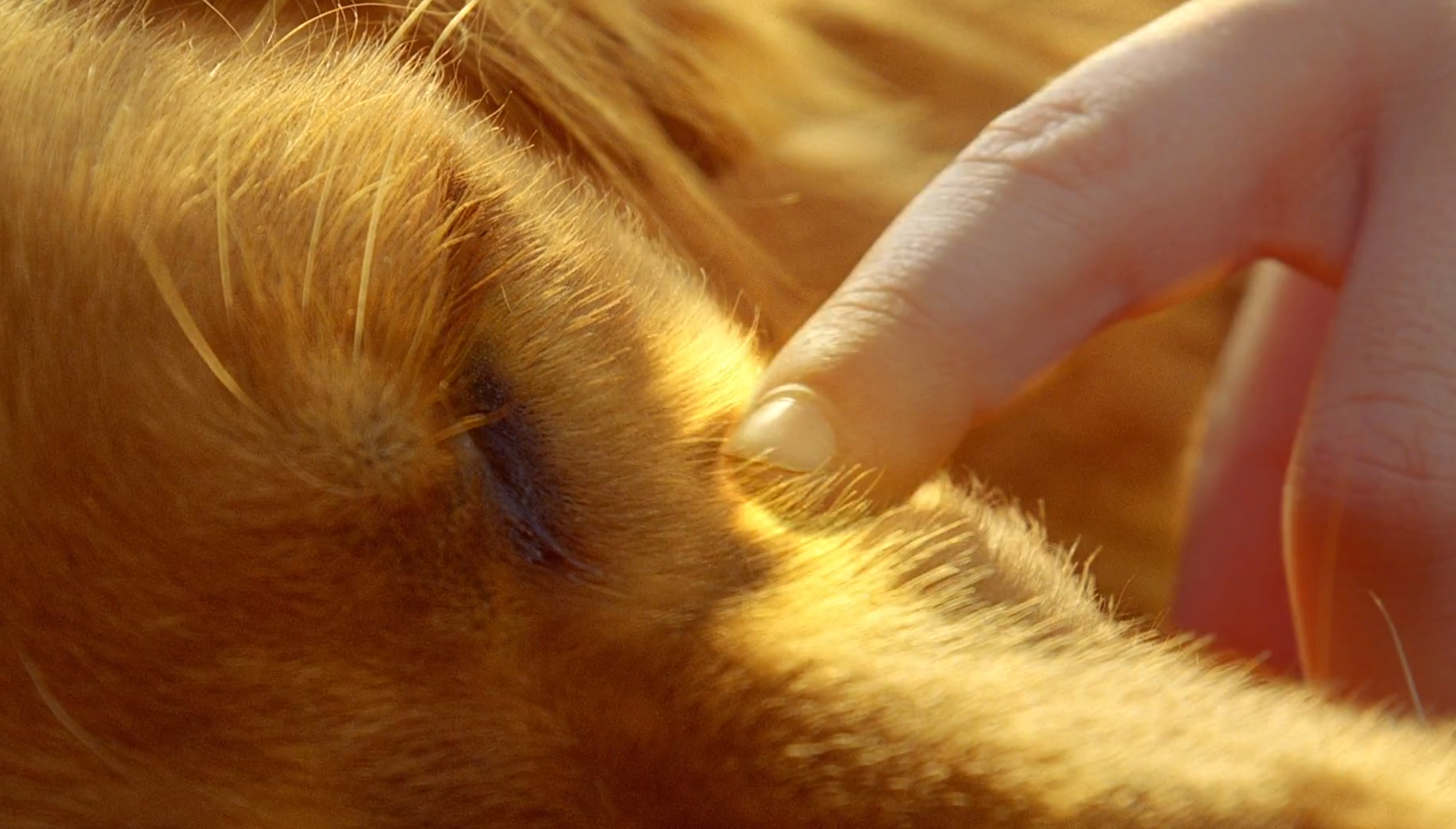 A close-up of Digby (Orbit and Orion) as Young Ned (Field Cate) is about to touch him. 

Pushing Daisies. Season 1, Episode 1: "Pie-Lette." 2007-2009. ABC.